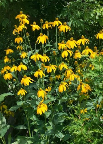 Rudbeckia nitida 'Juligold' 11 cm Topf – Winterhart, Mehrjährig, Pflegeleicht – Sonnenhut – Staude für Beet & Rabatte