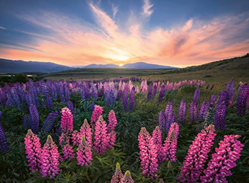 Ravensburger Nature Edition 17492 Lupinen - 500 Teile Puzzle für Erwachsene und Kinder ab 12 Jahren