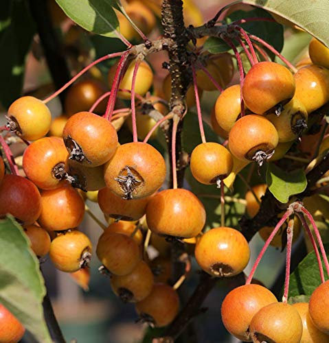 Hochstamm Zierapfelbaum Pom Zai 80-100cm - Malus Hybride - lebende Gartenpflanze aus den Baumschulen