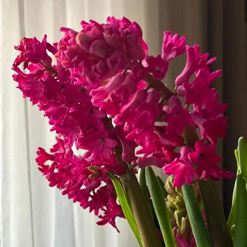 8zwiebeln hyazinthen, blumenzwiebeln frühblüher hyazinthen, deko wohnzimmer, frühlingsblumen blühwiese, topfpflanzen blumenwiese