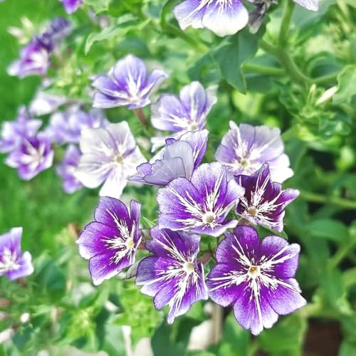 phlox resistenti balcone esotiche interno 100semi