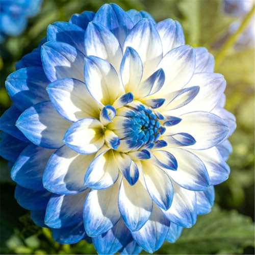 Dalia perenne/Abbellimento del giardino/Fiorisce abbondantemente in estate e autunno, Facile da curare-8bulbi-G