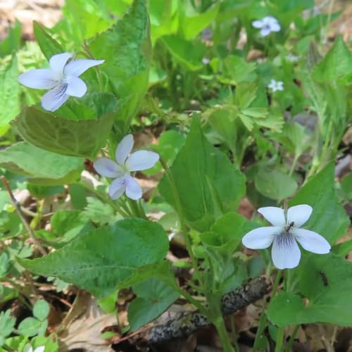 violetas fragantes - Viola odorata - balcón con parterre de semillas de semillas decoraciones jardín para exteriores perennes resistentes para pleno sol 150pcs