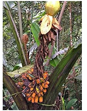 Pcs - 5x Musa (Bananier) Arfakiana Bulada Banane Jardin Plantes - Graines ID308 - Seeds & Plants Shop by Ipsa