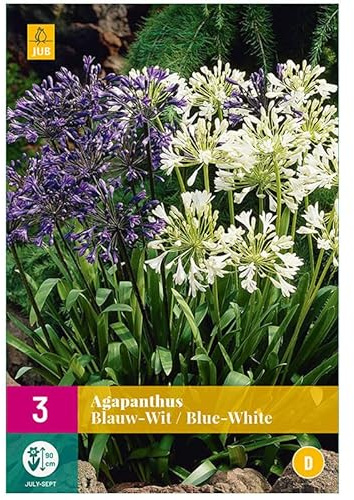 3 AGAPANTHUS BLEU/BLANC