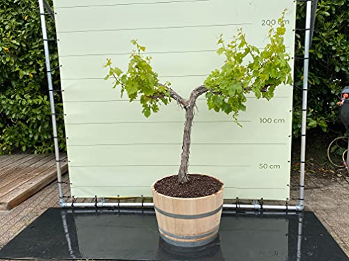 Râpe à vin dans un tonneau de vin en bois – Rêve sur l'ancienne paille 160 cm.