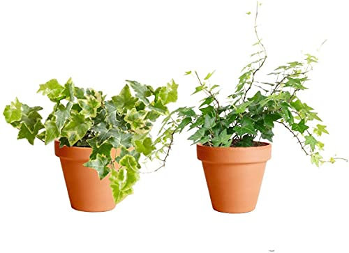 DECOALIVE Hiedra Verde y Hiedra Variegata con Maceta de Cerámica Plantas de Interior Naturales para Decorar el Hogar