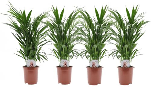 Plant in a Box - Palma Areca - Set di 4 - Dypsis lutescens - Altezza 60-70cm - Vaso 17cm - Pianta d’Oro Tropicale da Interno - Purifica l’Aria e Decora la Casa - Facile da Curare