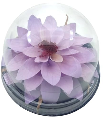 Genérico Fiore Dalia Viola Lavanda stabilizzata. Mini terrario Fiore preservato. Dalia naturale conservata. Fiore di loto, colore viola lavanda Regalo originale fiori conservati.