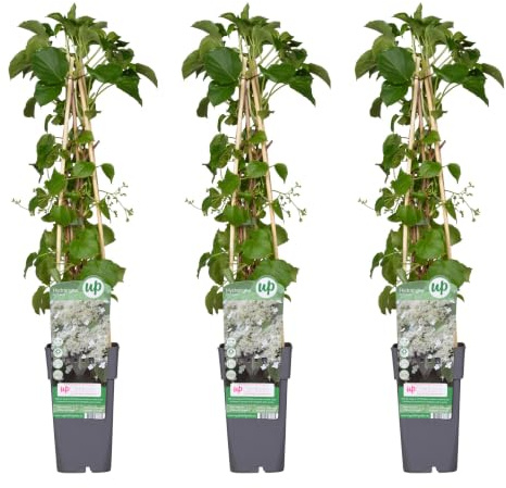 Set di 3 Ortensie Rampicanti Hydrangea Petiolaris, Vaso 15cm, Altezza 65cm