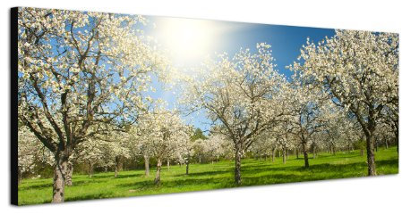 Apfelbaum Obst-Plantage Sommer 150x50cm Breitbild als Panorama auf Leinwand und Keilrahmen fertig zum aufhängen - Unsere Breitbild als Panoramaer auf Leinwand bestechen durch ihre ungewöhnlichen Formate und dem extrem detaillierten Druck aus bis zu 100 Megapixel hoch aufgelösten Panoramafotos. Damit garantieren unsere Bilder einen fantastischen Bildeindruck, leuchtende Farben und gestochen scharfe Details. Qualität aus Deutschland