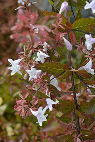 Abelia x grandiflora 15cm Pot Size