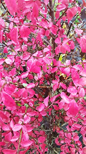 Euonymus alatus/Fusain à bois ailé/Conteneur de 3 à 4 litres