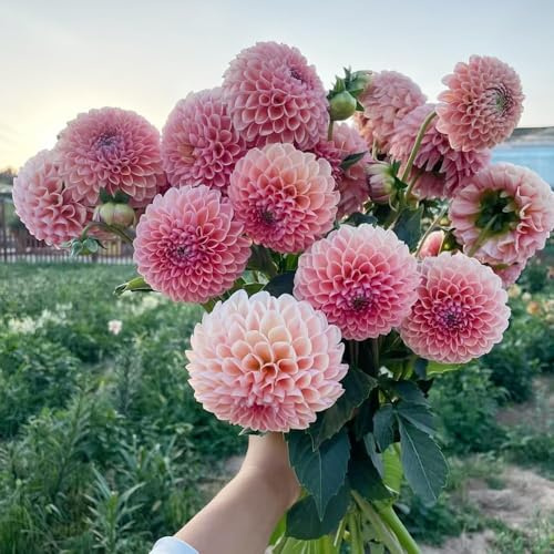 3 piezas dalias bulbos resistentes perennes - Acónitos de invierno bulbos resistentes perennes, jardín