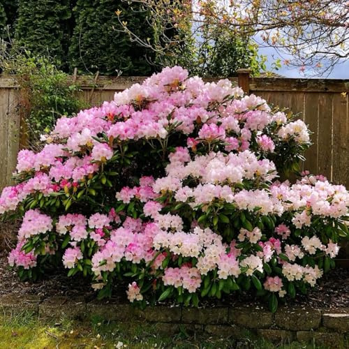 Semillas de azalea, semillas de rododendro resistente de balcón semillas de resistentes al exterior 400pcs