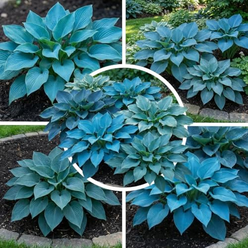 FLORIUM Mehrjährige Hosta Blau Kollektion, Hosta-Mischung aus 5 Hybriden in 5 Sorten, große Funkia-Pflanzen Winterharte, wurzelnackte Stauden aus Holland (keine Samenzwiebeln)