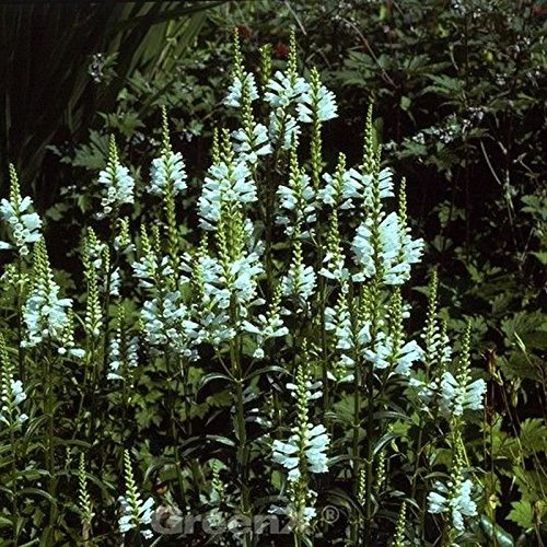 Physostegia virginiana 'Alba' – Winterhart, Mehrjährig, Pflegeleicht – Gelenkblume – Staude für Beet & Rabatte