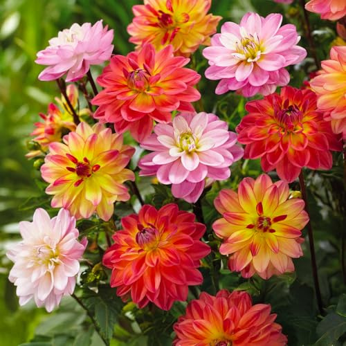 Bulbi di DALIA | Bulbi provenienti dai migliori produttori Olandesi | Esclusiva selezione e controllo qualità | Fioritura garantita dal primo anno. (3 Dalia Decorativa PACIFIC BLEND)