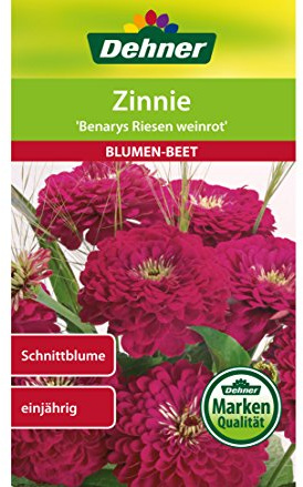 Dehner Blumen-Saatgut, Zinnie Benarys Riesen weinrot, 5er pack (5 x 6 g)