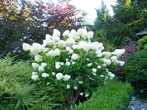 Limelight Hydrangea Paniculata - Live Plant Shipped 1 to 2 Feet Tall by DAS Farms