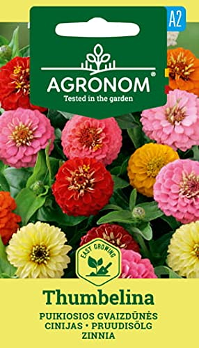 AGRONOM | ZINNIA VIOLACEA des graines | Graines de fleurs | 1 Paquet