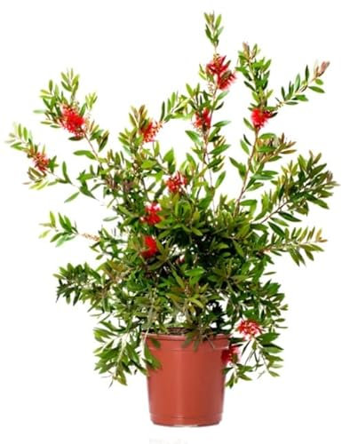 Calistemon Natural Árbol de Exterior Llamativo