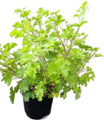 Geranio Citronela en Maceta Planta Perenne con Propiedades Aromáticas y Protectoras