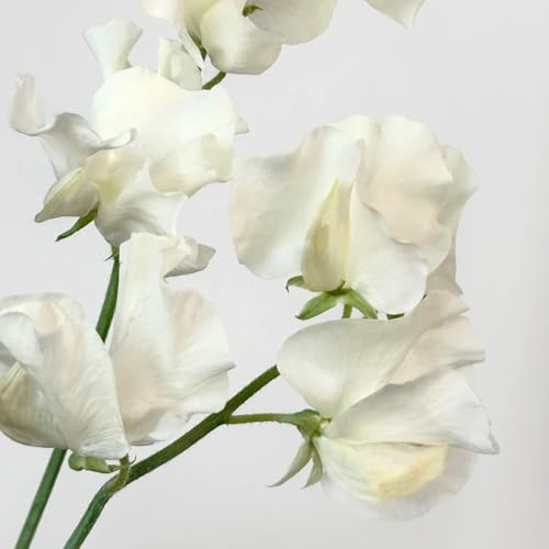 Semillas de arveja trepadora perenne, Semillas de arveja dulce - Lathyrus odoratus - semillas de guisantes dulces resistentes de jardín 50pcs
