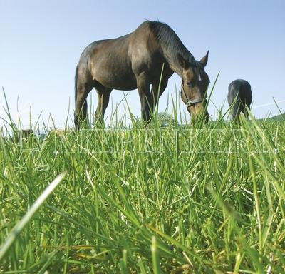 Kiepenkerl Country Horse 2122 Pferdeweide Kräutermenü - 1,5 kg