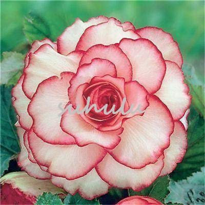 100 unids/Lotto Importato Begonia 'Picotee Misti' Semi Semina Il Trasporto Four Seasons Begonia Bonsai Giardino Domestico Libero