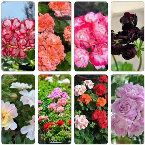 geranio semi di perenne tagliati semi di giardino interni decorativi giardino perenne resistenti all'inverno arbusto 125pcs