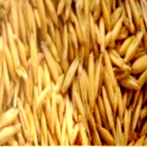 25 kg Hafer lose, Tierfutter, Pferdefutter, Pferd, Wildfutter