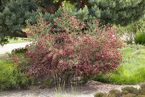 Cytisus scoparius 'Boskoop Ruby' 40–60 cm – Winterhart, Mehrjährig, Pflegeleicht – Besenginster – Zierstrauch für Garten & Beet