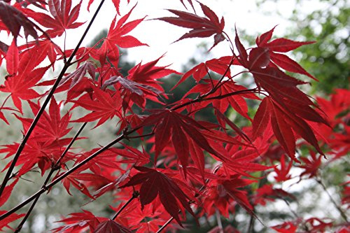 Semillas de Arce Japones (Acer Palmatum) (30)