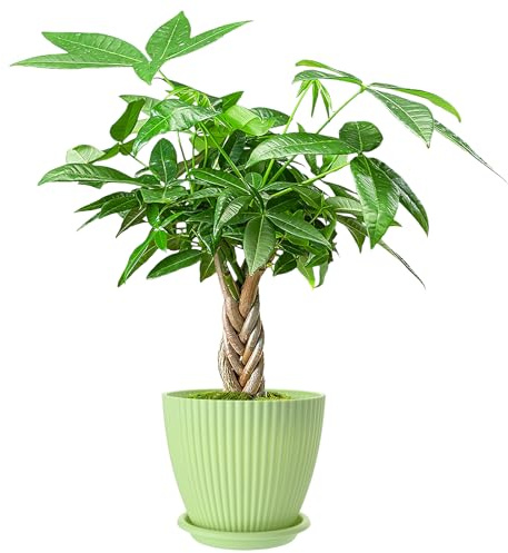 Live Plants Money Tree in 4 Green Plastic Pot, Easy to Grow Houseplant, Indoor Bonsai, Home Office Decor, Birthday Housewarming Gift