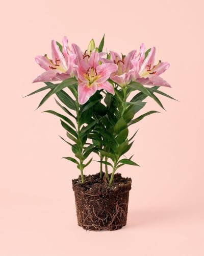 PUR PLANT Lirio Oriental | Lilium Oriental con Flor | Planta Natural de Interior y Exterior | Maceta Ø13 cm