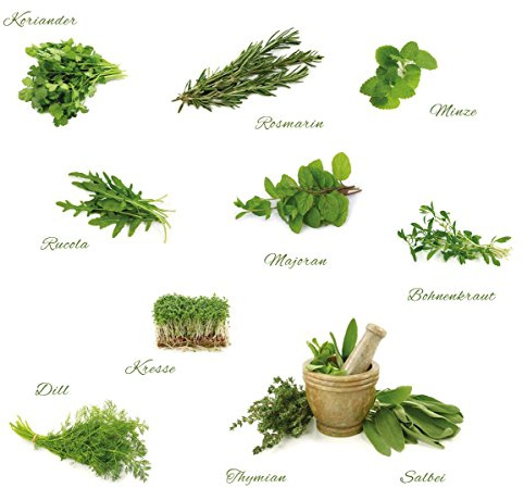 Eurographics DS-DT30053 Different Herbs DecoSticker Sticker 70 x 50 x 0,4 cm, grün