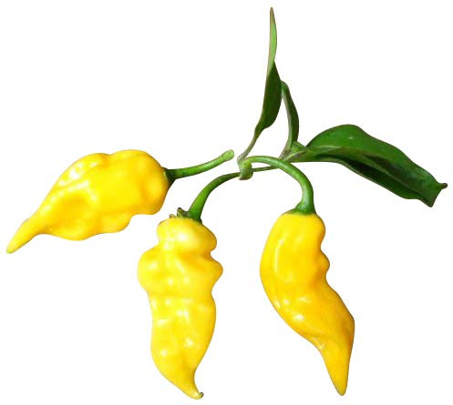 Fruchtiges Chili Sortiment 6 Sorten von Mild bis Scharf -Alle seltene Fruchtchili's