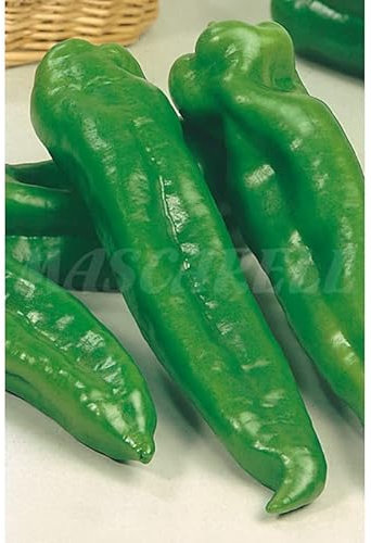 Semillas hortícolas - Pimiento dulce italiano - Mascarell