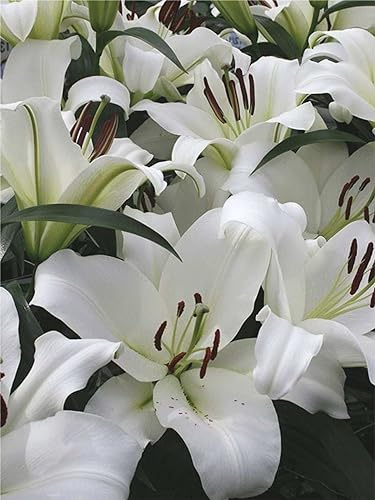 CSL sunrise Lilie  Monte Bianco  schneeweiß, 5x Zwiebeln, Lilium bis 130 cm, winterharte und mehrjährig Lilienzwiebeln, Blumenzwiebeln, bienenfreundlich