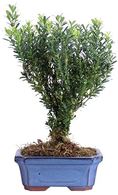 Pianta di Bonsai Deco pianta da interno pianta di Bonsai ornamentale pianta di Bonsai in vaso di terracotta decorata pianta di Bonsai vera venduta da eGarden.store (Buxus Microphylla Faulkner)