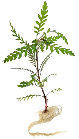 FLORATICA ¦ Hygrophila Pinnatifida 'Fern-Leaf Swampweed' Live Aquarium Plants Tropical Fish Tank Shrimp Safe Snail Free (10)