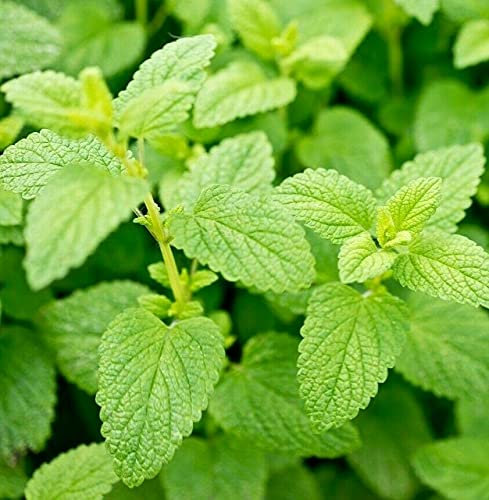 Buy4seeds Lemon Balm - 2400 Seeds Easy to Grow Garden Yard Patio
