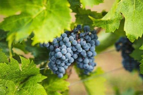 Rizomi d'uva da vino, resistente all'inverno, di alta qualità, viti, multicolore ad alta resa. Diverse zone climatiche