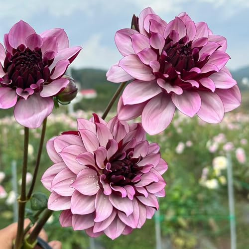 dalias de interior y suministros de jardinería sostenibles interior jardín otoño, resistentes, con floración, decoraciones jardín exteriores 3bulbos