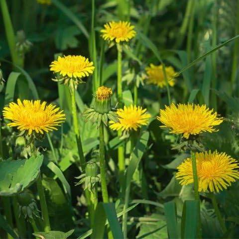 500 Graines Semences de Pissenlis Pissenlit - Jaune - Fleur - 27