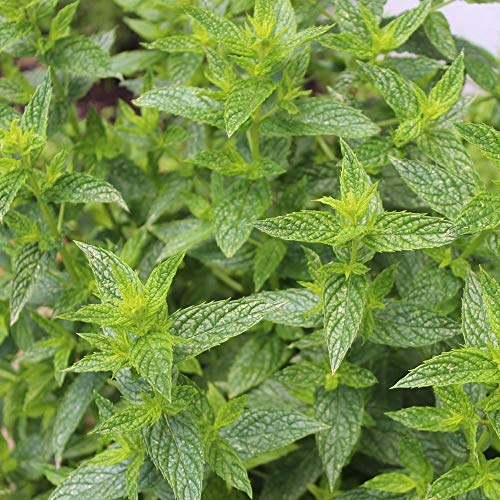 Pfefferminze Samen, Mentha piperita