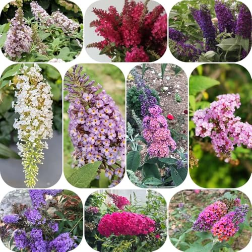 Schmetterlingsflieder, garten blumensamen gastgeschenk gartendeko für draußen blühende sträucher 500Samen