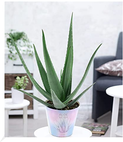 BALDUR Garten XXL Aloe Vera, 55-65 cm hoch, Pflanze im 19 cm Topf | Zimmerpflanze, Gel vielseitig verwendbar, Grünpflanze, mehrjährig - frostfrei halten, Aloe barbadensis, pflegeleicht