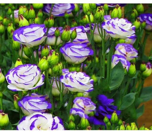Graines de fleurs - 900 graine fleurs, adaptées à la culture hydroponique, au jardin et à la décoration intérieure/extérieure, aciles à entretenir et à cultiver (10 couleurs mélangées)